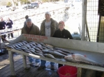 Giant stripers can be caught in winter months on Lake Texoma with Stripers Inc guide service