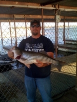 Stripers caught on Lake Texoma with Stripers Inc. guide, Brian Prichard
