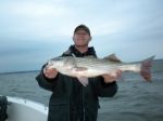 Stripers caught on Lake Texoma with striper guide Brian Prichard