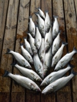 Stripers caught on Lake Texoma with striper guide Brian Prichard