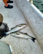 Group displaying their Lake Texoma striper haul with Stripers Inc.