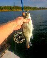Evening striper catch photo from a Stripers Inc. charter.