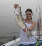 early fall stripers are fast and furious