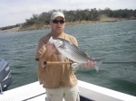 Lake Texoma Stripers caught in the new falcon!