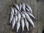 Matt and Ryan caught these Lake Texoma Stripers with Stripers Inc and guide Brian Prichard