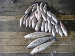 Stripers caught on Lake Texoma with Lake Texoma fishing guide Brian Prichard