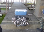 Stripers caught on Lake Texoma with Lake Texoma fishing guide Brian Prichard