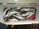 Stripers caught on Lake Texoma with guide Brian Prichard